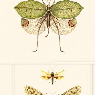 Entomology wallpaper