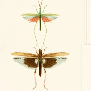 Entomology wallpaper