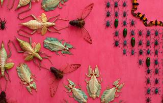 Entomology wallpaper