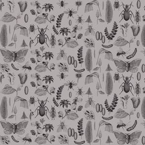 Entomology wallpaper