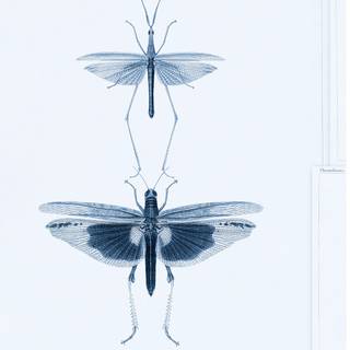 Entomology wallpaper