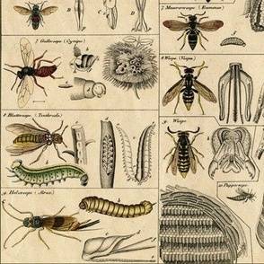 Entomology wallpaper