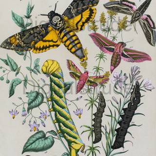 Entomology wallpaper