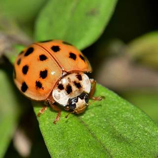 Entomology wallpaper