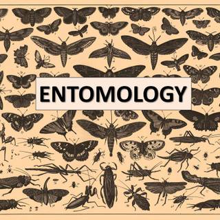 Entomology wallpaper