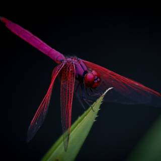 Entomology wallpaper