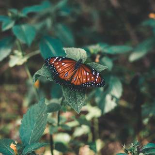 Entomology wallpaper