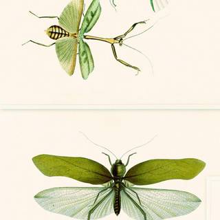 Entomology wallpaper