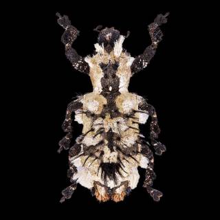 Entomology wallpaper