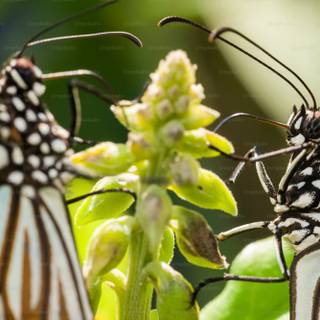 Entomology wallpaper