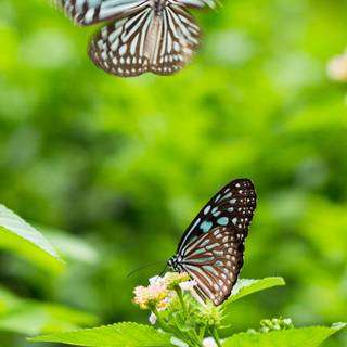 Entomology wallpaper