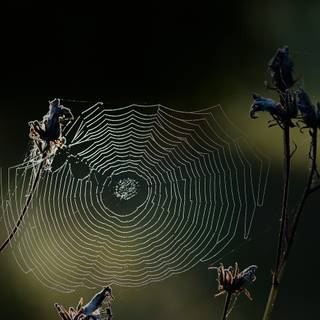 Entomology wallpaper