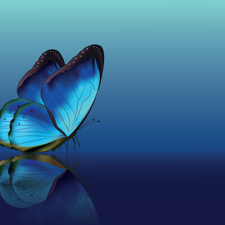 Entomology wallpaper