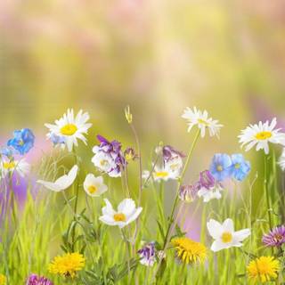 Spring simple vertical wallpaper