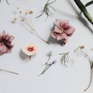 Spring minimal laptop wallpaper