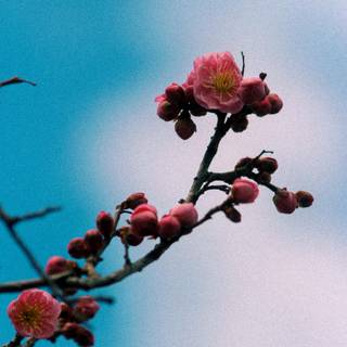 Spring simple vertical wallpaper