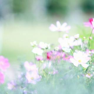 Spring simple vertical wallpaper