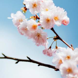 Spring simple vertical wallpaper