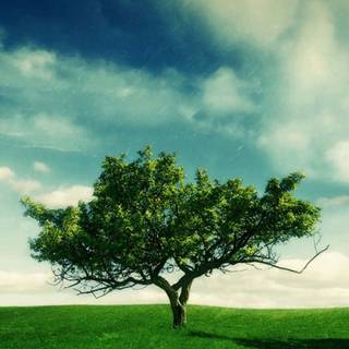 Spring simple vertical wallpaper