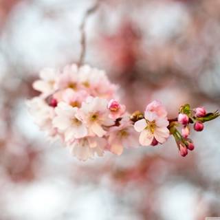 Hello spring laptop wallpaper