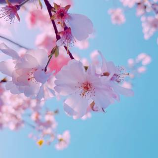 Spring simple vertical wallpaper