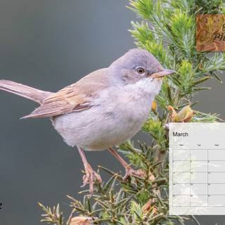 March 2024 calendar wallpaper