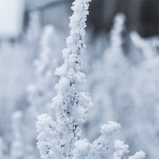 Cold phone wallpaper