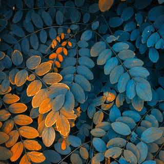 Nature art phone wallpaper