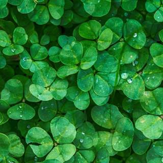 Ireland phone wallpaper