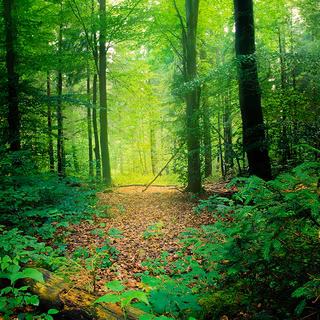 iPhone 12 forest wallpaper