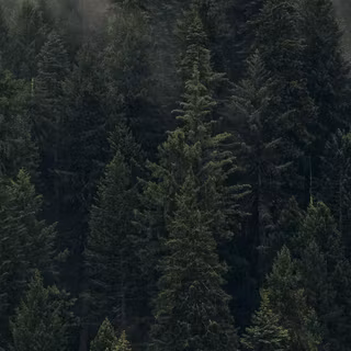 iPhone 12 forest wallpaper