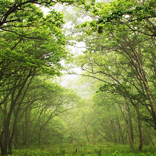 iPhone 12 forest wallpaper