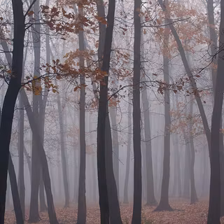 iPhone 12 forest wallpaper