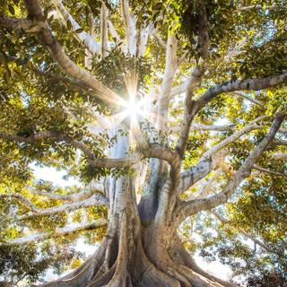 iPhone 12 forest wallpaper