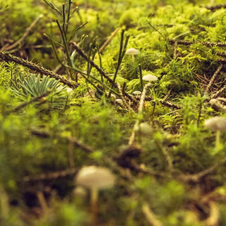iPhone 12 forest wallpaper