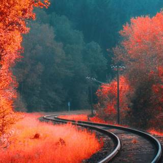 iPhone 12 forest wallpaper