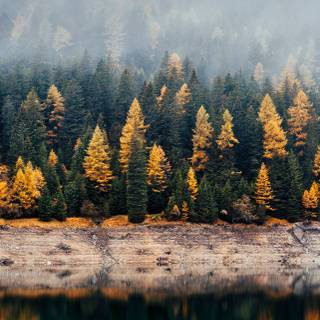 iPhone 12 forest wallpaper