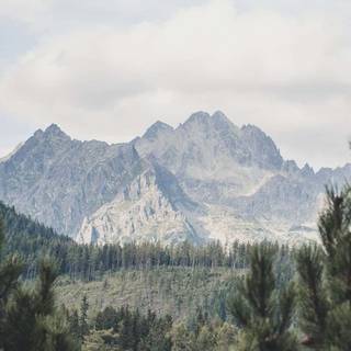 iPhone 12 forest wallpaper