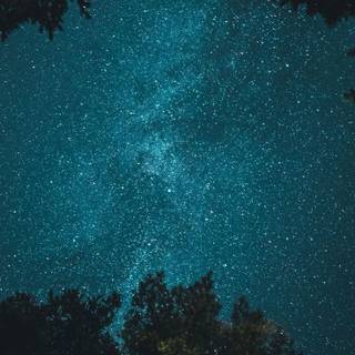 iPhone 12 forest wallpaper