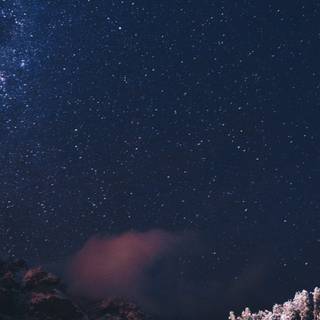 iPhone 12 forest wallpaper