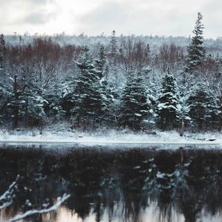 iPhone 12 forest wallpaper