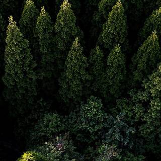 iPhone 12 forest wallpaper