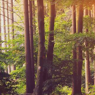 iPhone 12 forest wallpaper