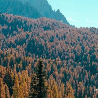 iPhone 12 forest wallpaper