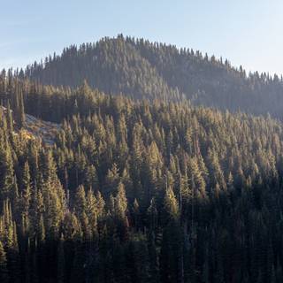 iPhone 12 forest wallpaper