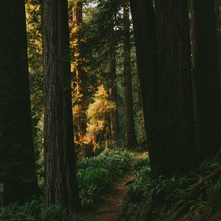 iPhone 12 forest wallpaper