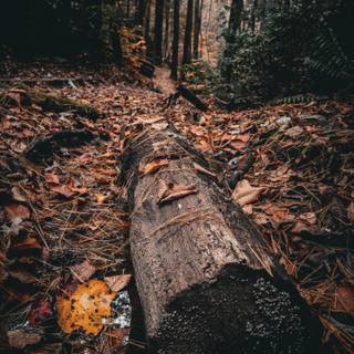 iPhone 12 forest wallpaper