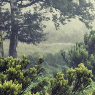 iPhone 12 forest wallpaper