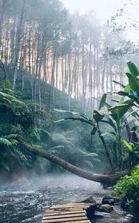 iPhone 12 forest wallpaper