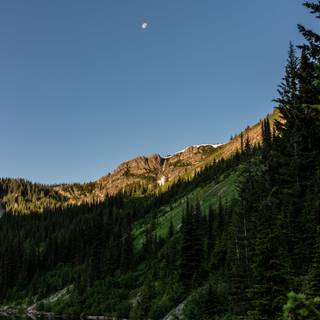 iPhone 12 forest wallpaper